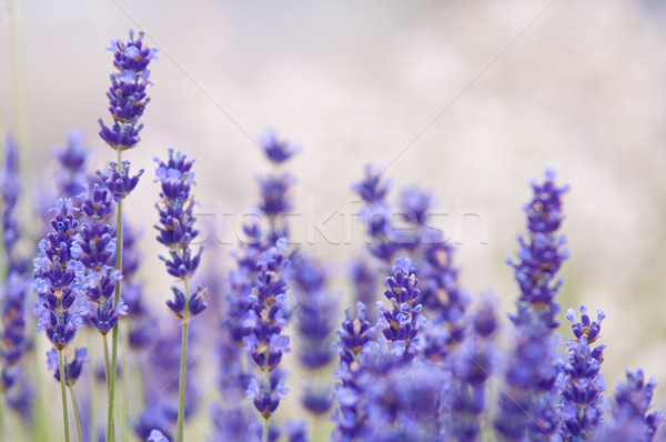 Lavender flower Natural look of Lavender flowers Lavandula Stock photo © szabiphotography