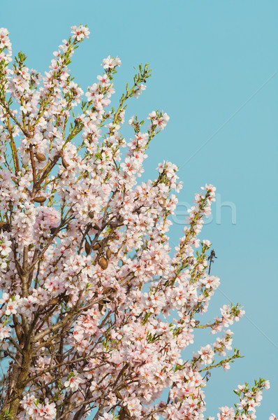 [[stock_photo]]: Amande · fleur · floraison · arbre · plein · fleurir