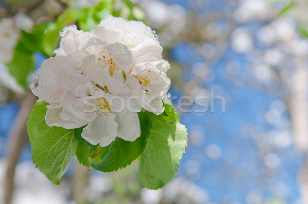 Jabłko kwiat jabłoń wiosną opadów śniegu Zdjęcia stock © szabiphotography