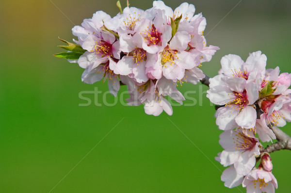 Kwiat drzewo pełny kwitnąć Zdjęcia stock © szabiphotography