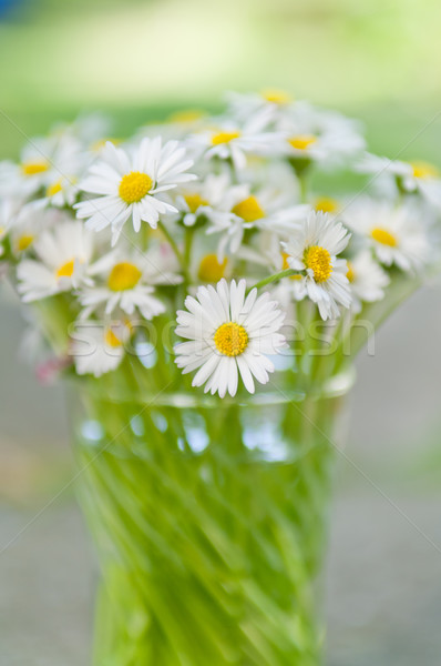 White daisy flowers in a glass blurred background Aster daisy Stock photo © szabiphotography