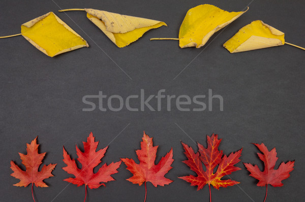 Jesienią kolorowy pozostawia ciemnoszary kopia przestrzeń Zdjęcia stock © szabiphotography