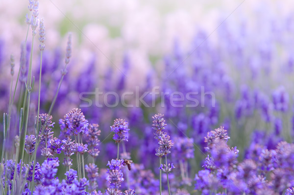 Lavender flower Natural look of Lavender flowers Lavandula Stock photo © szabiphotography