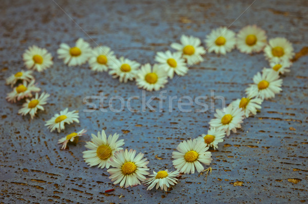 [[stock_photo]]: Forme · de · coeur · Daisy · fleurs · vieux · texture · lumière