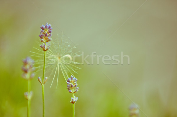 Lavender in nature blurred background Vintage style Natural look Stock photo © szabiphotography