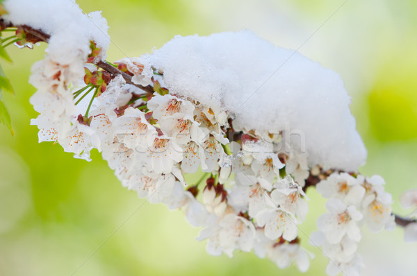 Cherry Blossom śniegu sakura wiśniowe drzewo Zdjęcia stock © szabiphotography