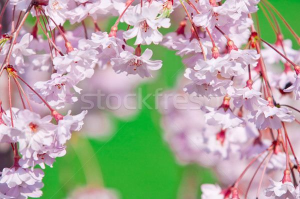 Fiore di ciliegio completo fiorire ciliegio albero natura Foto d'archivio © szabiphotography