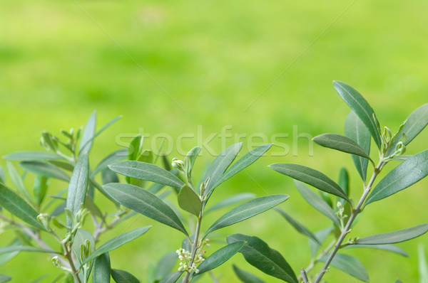 Olive tree oleaceae leaves with green background Stock photo © szabiphotography