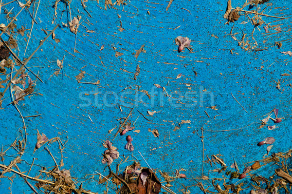Starych jasnoniebieski sztuk suszy roślin Zdjęcia stock © szabiphotography
