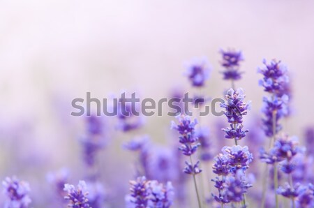 Foto d'archivio: Lavanda · fiore · naturale · guardare · fiori · viola