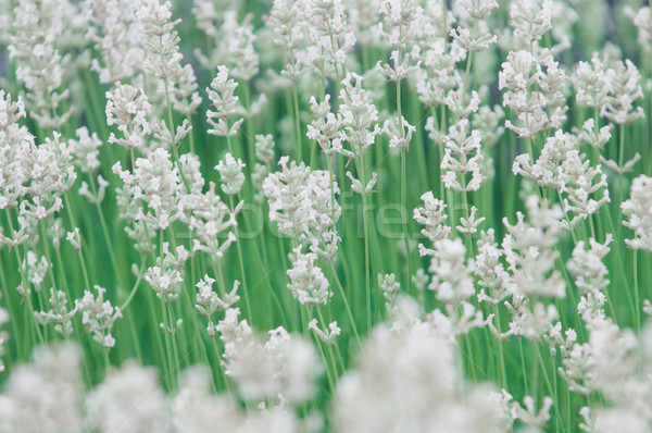 Lavender flower Natural look of Lavender flowers Lavandula Stock photo © szabiphotography
