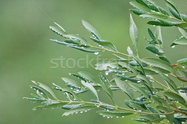 Mediterrânico oliva árvores cópia espaço luz Foto stock © szabiphotography
