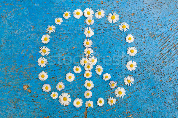 мира знак символ дизайна синий Daisy Сток-фото © szabiphotography
