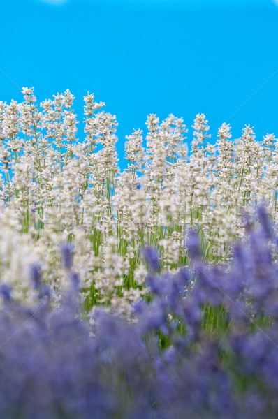 Lavender flower Natural look of Lavender flowers Lavandula Stock photo © szabiphotography