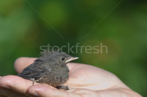 小さな 手 外に 森林 鳥 赤 ストックフォト © szabiphotography