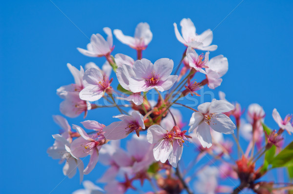 Kirschblüten voll blühen Kirsche Baum Natur Stock foto © szabiphotography