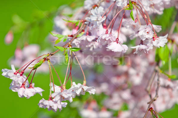 Fiore di ciliegio completo fiorire ciliegio albero natura Foto d'archivio © szabiphotography