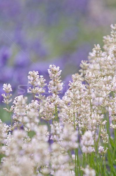 Lavender flower Natural look of Lavender flowers Lavandula Stock photo © szabiphotography