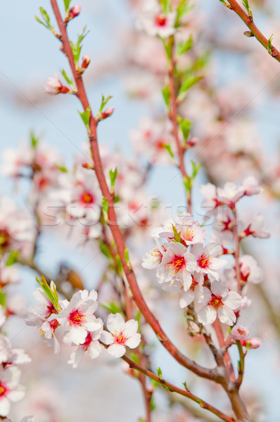 Almond blossom, blooming almond tree in March Stock photo © szabiphotography