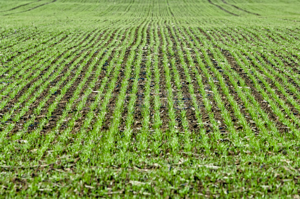 Stockfoto: Gewas · jonge · zaailingen · agrarisch · veld · voorjaar