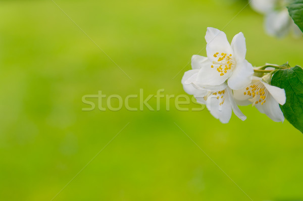 Branch of a mock orange Philadelphus coronarius bush blurred bac Stock photo © szabiphotography