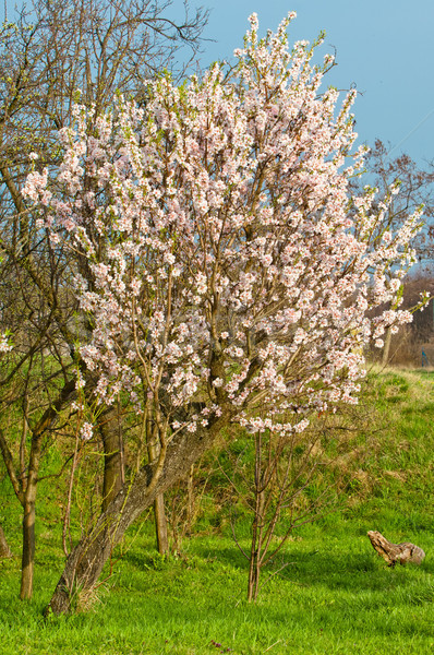 Almond blossom, blooming almond tree in March Stock photo © szabiphotography