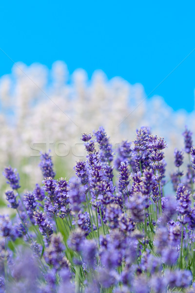 Foto d'archivio: Lavanda · fiore · naturale · guardare · fiori · viola