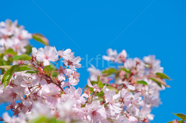 Cherry blossom, Prunus serrulata, full bloom Stock photo © szabiphotography