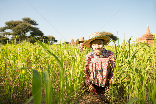 Young Asian Myanmar female farmer Stock photo © szefei