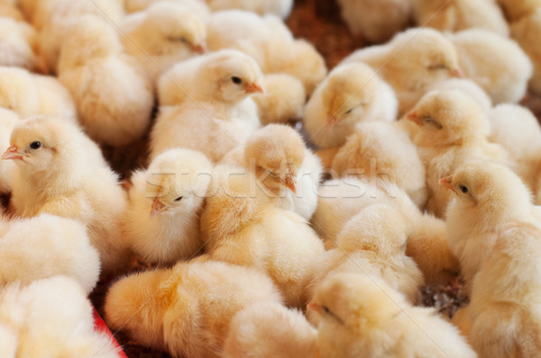 Large group of newly hatched baby chicks Stock photo © szefei