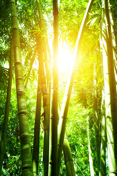 Asiático bambu floresta sol labareda belo Foto stock © szefei