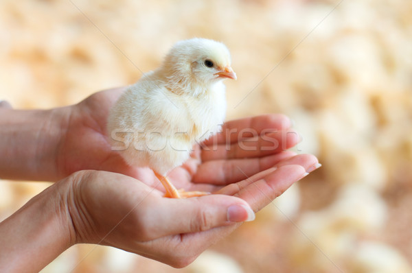 Holding a chick in hand Stock photo © szefei