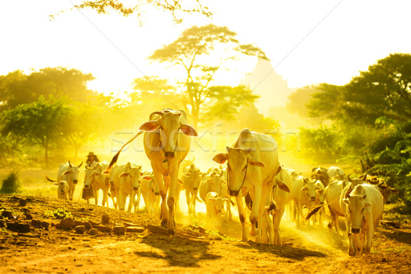 Bydła grupy krowy spaceru zakurzony drogowego Zdjęcia stock © szefei
