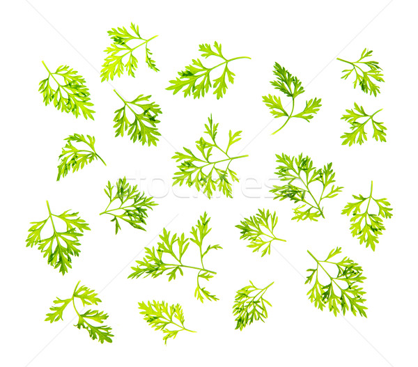 Dill leaves isolated Stock photo © szefei