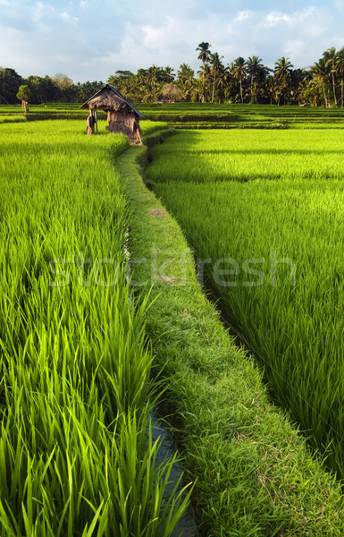 Rice field in Bali Stock photo © szefei