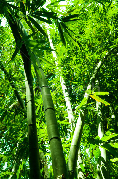 Bambu floresta vertical ver asiático manhã Foto stock © szefei