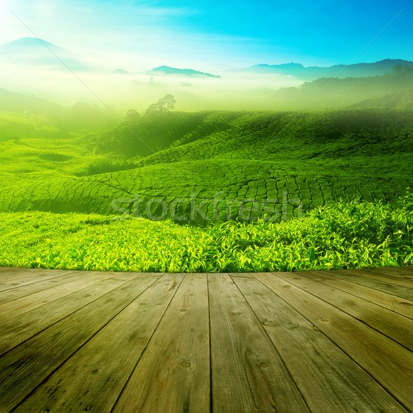 Tea field Stock photo © szefei