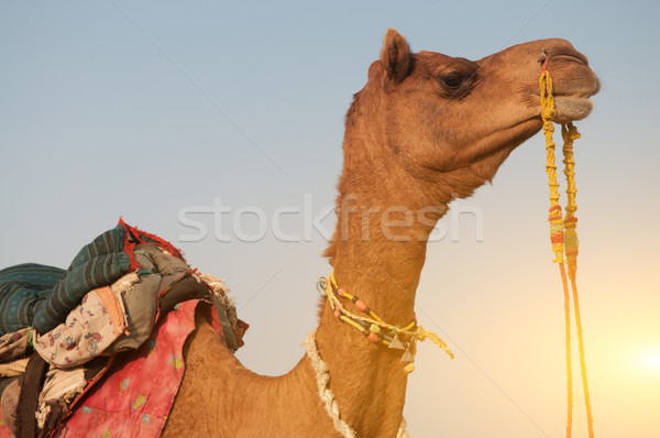 Close up camel Stock photo © szefei