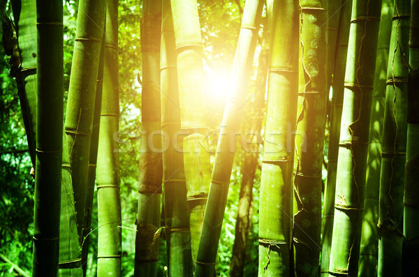 Asian bambù foresta luce del sole mattina Foto d'archivio © szefei