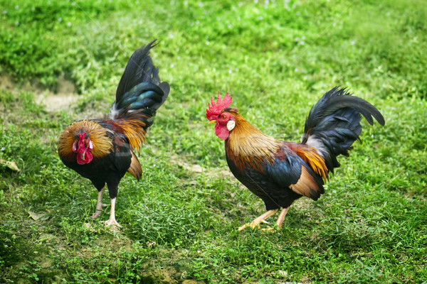 Chickens Stock photo © szefei