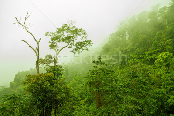 Foggy green forest Stock photo © szefei