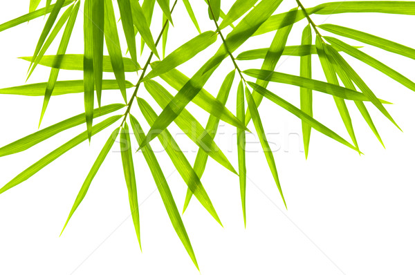 Bambusz levelek fehér fa tavasz fű Stock fotó © szefei