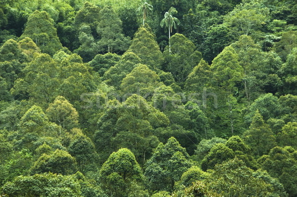 Tropikal Rainforest görmek Malezya orman arka plan Stok fotoğraf © szefei