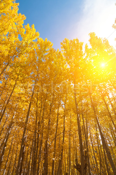 Aspen Trees in fall seasons Stock photo © szefei