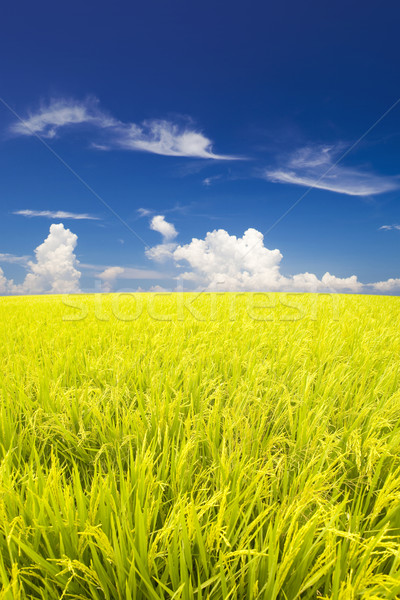 Foto stock: Arrozal · dourado · pronto · colheita · paisagem · beleza