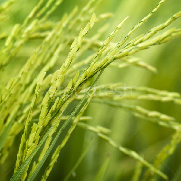 Paddy rice Stock photo © szefei