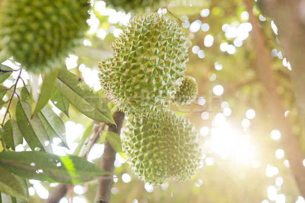 Stock photo: Musang king durian close up