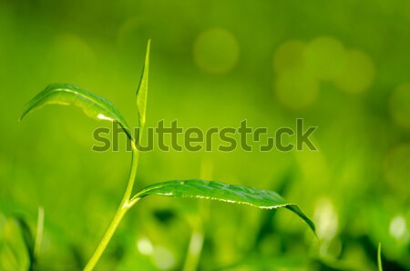 Foto stock: Té · hoja · manana · dorado · luz · del · sol