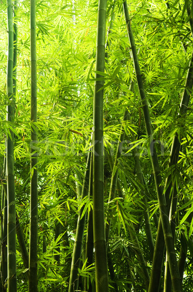 Bamboo forest Stock photo © szefei