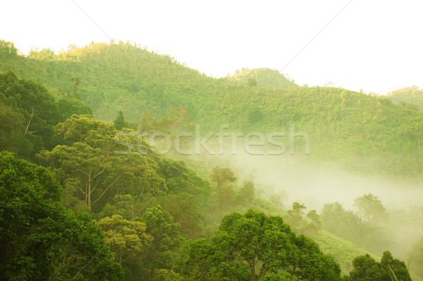 Green forest mountain in fog Stock photo © szefei